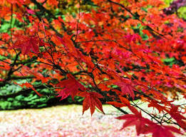 Jul 28, 2010 · produktbeschreibung japanischer ahorn 'burgund' der japanische ahorn burgund setzt einen dezenten farbtupfer in ihrem garten. Japanischer Ahorn Fernostliche Schonheit Gartenpflanzen Garten