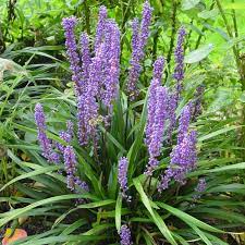 Light requirements full sun, partial shade; Liriope Muscari Big Blue