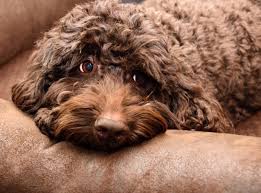 Coffee machine brands australian labradoodle pictures puppy. Testimonials Prairie Doodles