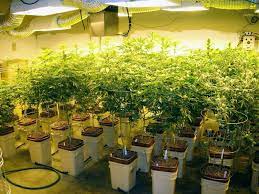 How To Grow Weed In A Hydroponic System Weedseedshop