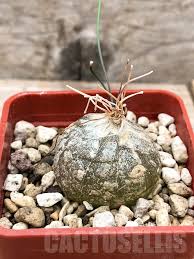 Image result for Schizobasis intricata