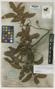 Image result for Eriosema scioanum