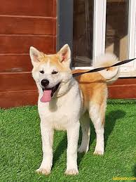 Japon Akita Inu Yavrularimiz Hachiko 250260 Bikopek Com