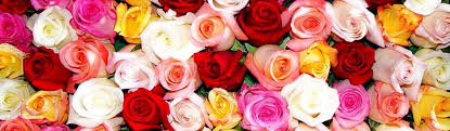 The best gifs for flower gif. Flowers And Gifs Home Facebook