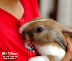 Compare services near you for the best prices. Rabbit Care For Pet Sitters Tips For Rabbit Sitting
