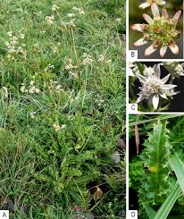 Image result for Alepidea amatymbica