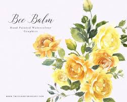 You may also see fine webbing on the leaves and flowers. Hand Painted Watercolour Yellow Floral Clipart Lemon Bee Balm Floral Graphics For Stationery Branding And Social Media Flower Clipart Floral Poster Clip Art