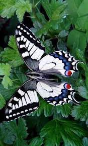 Beautiful Vlinders Vlindervleugels Vlinder Tekening