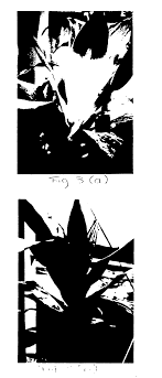 We did not find results for: Ep0257845b1 Verfahren Zur Herstellung Von Variegierten Pflanzen Google Patents