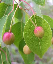 Image result for Maprounea