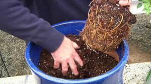 6 tips for growing clematis. How To Plant Clematis In Containers Youtube