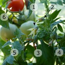 05 81 30 40 03. Tomate Wikipedia