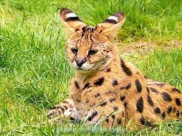 Serval cats ecology and hunting not rated yet serval cats are found in a range of grassland in africa including grassland that is associated with water courses. Serval Cat Description Character Photo Keeping Cat Serval At Home Nature 2021