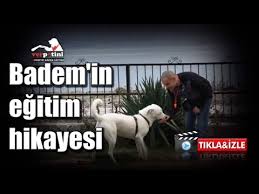 Izmir Kopek Egitimi Ver Patini Pozitif Kopek Egitimi Youtube