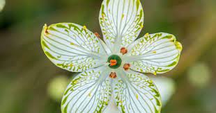 Largeleaf Grass Of Parnassus Parnassia Grandifolia Patterns In Nature Plant Leaves Flower Arrangements