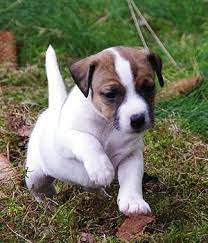 Parson Russell Terrier Puppy Jack Russell Terrier Puppies Jack Russell Terrier Dogs And Puppies