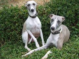 Whippet Dogs For Sale Whippet Dogs Puppies Pets Horses For Sale Australia Whippet Dog Dog Expressions Grey Hound Dog