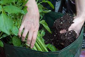 How To Grow Potatoes In Containers Rhs Campaign For School Gardening