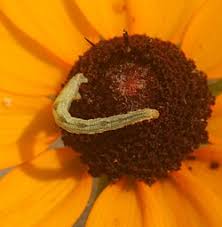 Image result for Eupithecia actaeata