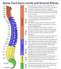 spinal cord injury levels chart best picture of chart