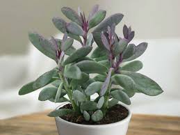 Image result for Senecio propior