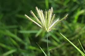 Image result for Chloris roxburghiana