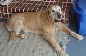 They are best suited to life with active singles. File 15 Year Old Golden Retriever Jpg Wikipedia