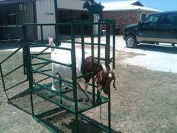 List Your Goat-equipment For Sale Or Wanted Here For Free Goats Boer Goats Goat Milking