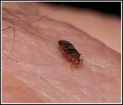 When you need bed bugs removed, our thermal heat treatment works quickly and effectively. Florida Pest Control