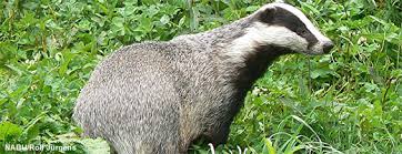 Der Dachs Nabu