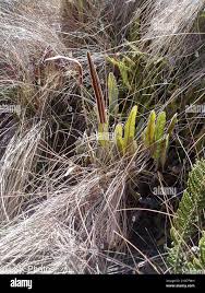 Image result for Elaphoglossum spathulatum