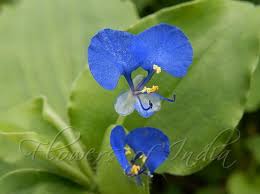 Image result for Commelina benghalensis