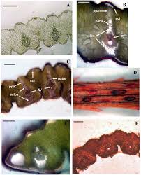 Image result for Xerophyta scabrida
