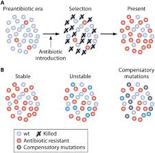 Elodie di patrizi, meglio nota semplicemente come elodie (roma, 3 maggio 1990), è una cantante italiana. Transferable Mechanisms Of Quinolone Resistance From 1998 Onward Clinical Microbiology Reviews