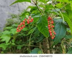 Image result for Petiveriaceae
