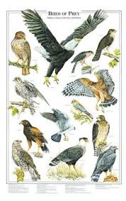 North America Bird Identifier By Picture Birds Of Prey Books Field Guides Bird Identification Guides For North America Birdwatching Birdid Birdidentific Birds Of Prey Pet Birds Bird Poster