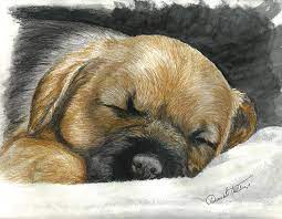 Password telkom dso / password modem indihome zte. Border Terrier Puppy Nap Mixed Media By Daniele Trottier