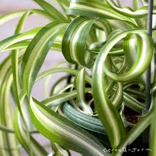 Image result for Chlorophytum stolzii