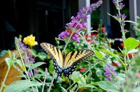 Maybe you would like to learn more about one of these? Better Together Mutualistic Relationships Between Plants And Insects Project Learning Tree