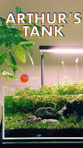 Aldrin On Instagram In This Video I Talk About The Story Behind Arthur S Tank This Is A Uns Shallow 45s Aquarium That Was Set In 2020 Instagram Aquarium Arthur