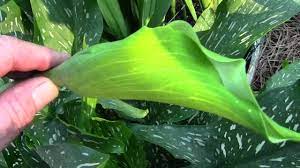 Calla Lily Propagation From Seed 6 28 12 Calla Lily White Lily Flower Growing Lilies