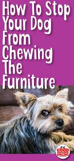 If Your Dog Or Puppy Is Chewing On The Furniture Check Out These Dog Training Tips To Stop This Problem Behavi Stop Dog Chewing Dog Training Dog Training Tips