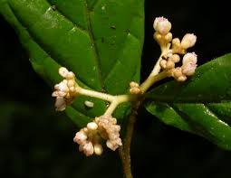 Image result for Dichapetalum