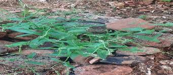 Image result for Cynoglossum coeruleum