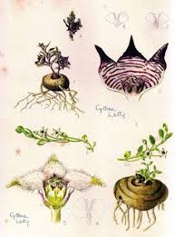 Image result for Brachystelma