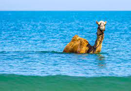 Elephants are also known for their ability to swim in deep water. Canuckistan Camel Train Reaches Oz