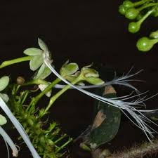 Image result for Dactyladenia gilletii