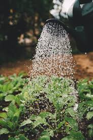 What kind of soil is best for growing vegetables in containers? The Reasons Why Synthetic Chemical Fertilizers Like Miracle Gro Are So Bad For Your Garden Organic Alternatives Heirloom Soul Florals Wedding Florist And Flower Farm In Buffalo Ny Wny