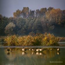 Natuurgebied in media in category molsbroek (lokeren). Het Molsbroek In De Herfst Glenn Vanderbeke