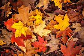 Maybe you would like to learn more about one of these? Autumn Leaves Sky September October November Bye Bye Summer Wallpaper Wallpapers Background A Fall Leaves Background Leaf Background Autumn Leaves